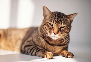 Все окрасы бенгальских кошек с фото и названиями