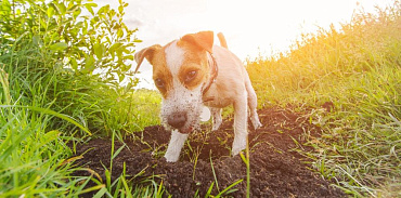Норные породы собак