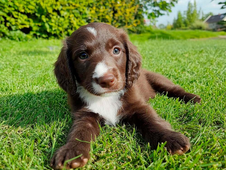 Изображениe — Щенок лангхаара с пятнами Щенок лангхаара с пятнами