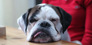 Субпродукты в составе готовых кормов и лакомств для собак