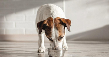 Чем кормить собаку породы джек-рассел-терьер