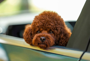 Сколько длится беременность у пуделя, этапы и уход за питомцем в этот период