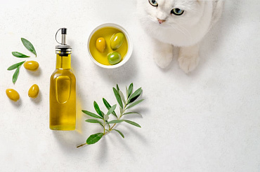 Можно ли кошкам оливки?