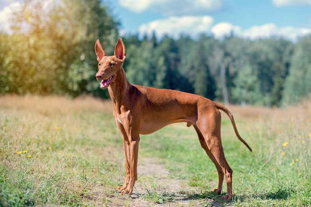 Изображениe — Чирнеко дель Этна стоит Чирнеко дель Этна стоит