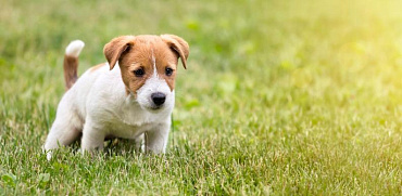 Сколько раз в день щенок ходит в туалет