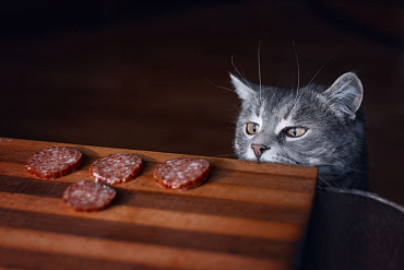 Можно ли кошкам колбасу? 