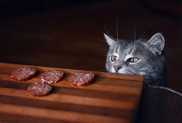 Можно ли кошкам колбасу? 