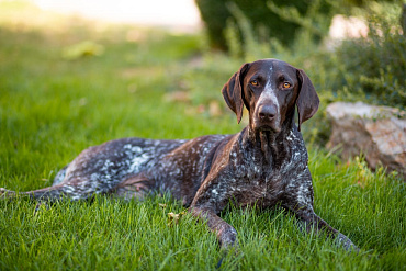 Размер и вес курцхаара