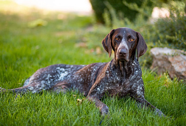 Размер и вес курцхаара