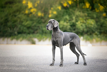 Сколько живут немецкие доги – средняя продолжительность жизни и что ее повышает