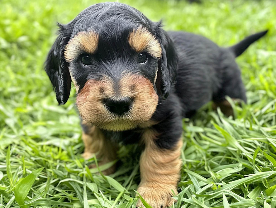 Щенок оттерхаунда на улице