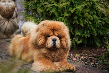 Китайские имена для собак-мальчиков и собак-девочек