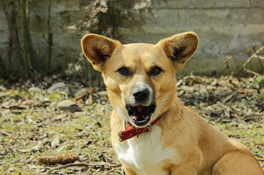 Самые необычные породы собак в мире