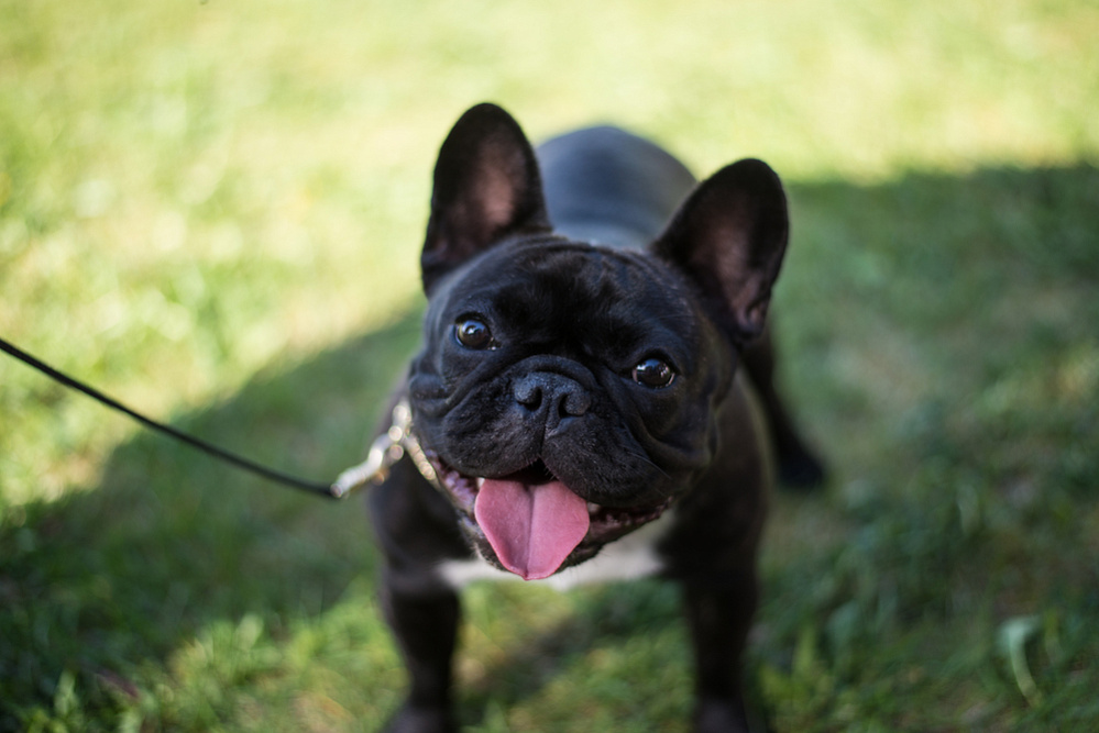 Милый черный бульдог