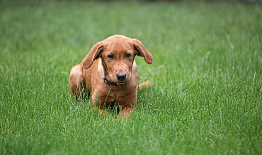 Копрофагия у питомцев: почему собака ест кал 