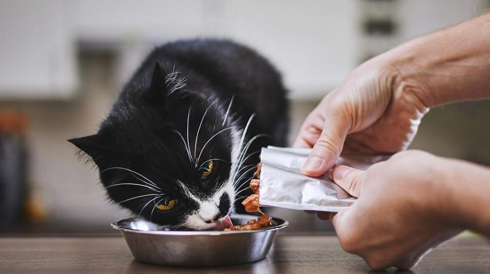 Что такое паучи для кошек