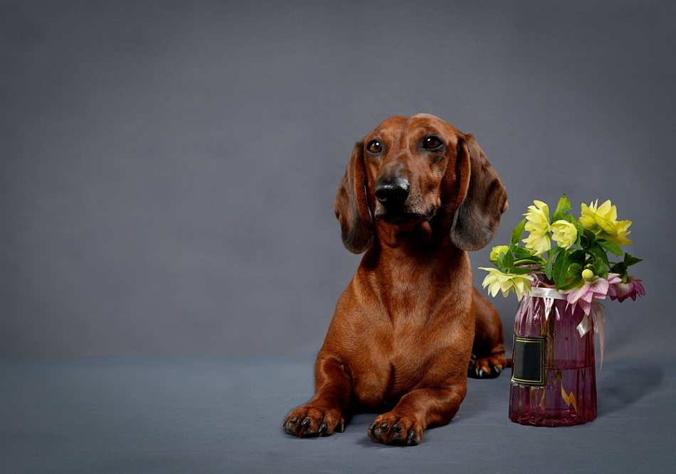 Красивая рыжая такса