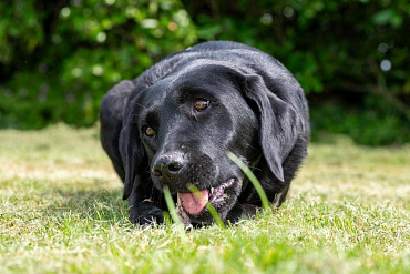 Черный лабрадор-ретривер: особенности, фото окраса