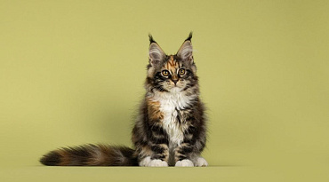 Особенности содержания мейн-кунов – дома и в квартире