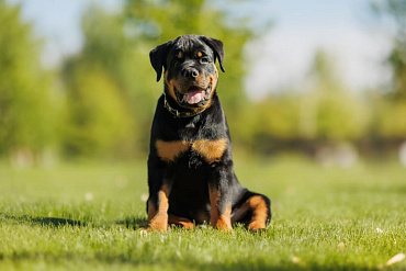 Сколько живут ротвейлеры – средняя продолжительность жизни и ключевые факторы крепкого здоровья