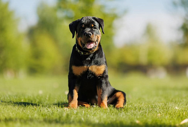 Сколько живут ротвейлеры – средняя продолжительность жизни и ключевые факторы крепкого здоровья
