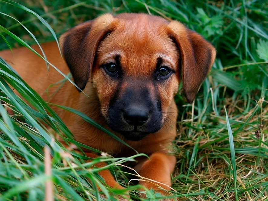 Щенок австрийского пинчера