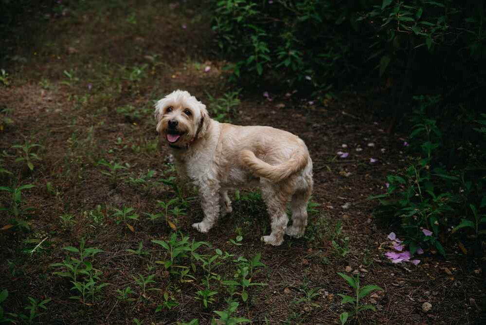 Тибетский терьер светлого окраса