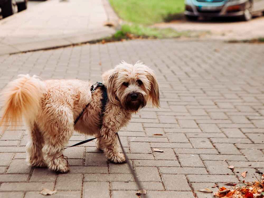 Тибетский терьер осенью
