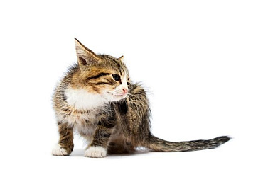 Атопический дерматит у кошек