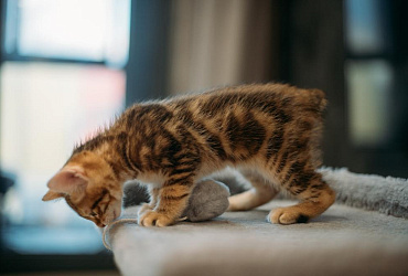 Аллергия на курильского бобтейла