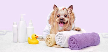 Как мыть йоркширского терьера