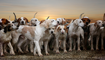 Все породы гончих собак с фото и описанием