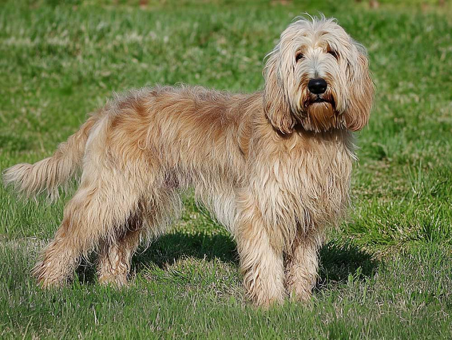 Оттерхаунд гуляет летом