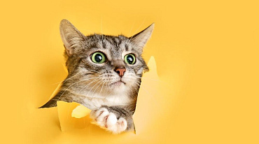 Породы кошек с большими глазами