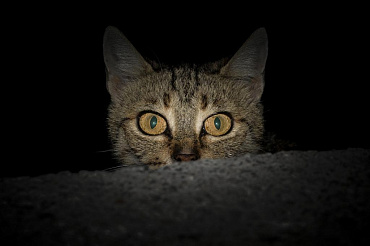Почему кошка стала всего бояться, начала прятаться и убегать