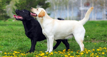 Клички для лабрадоров