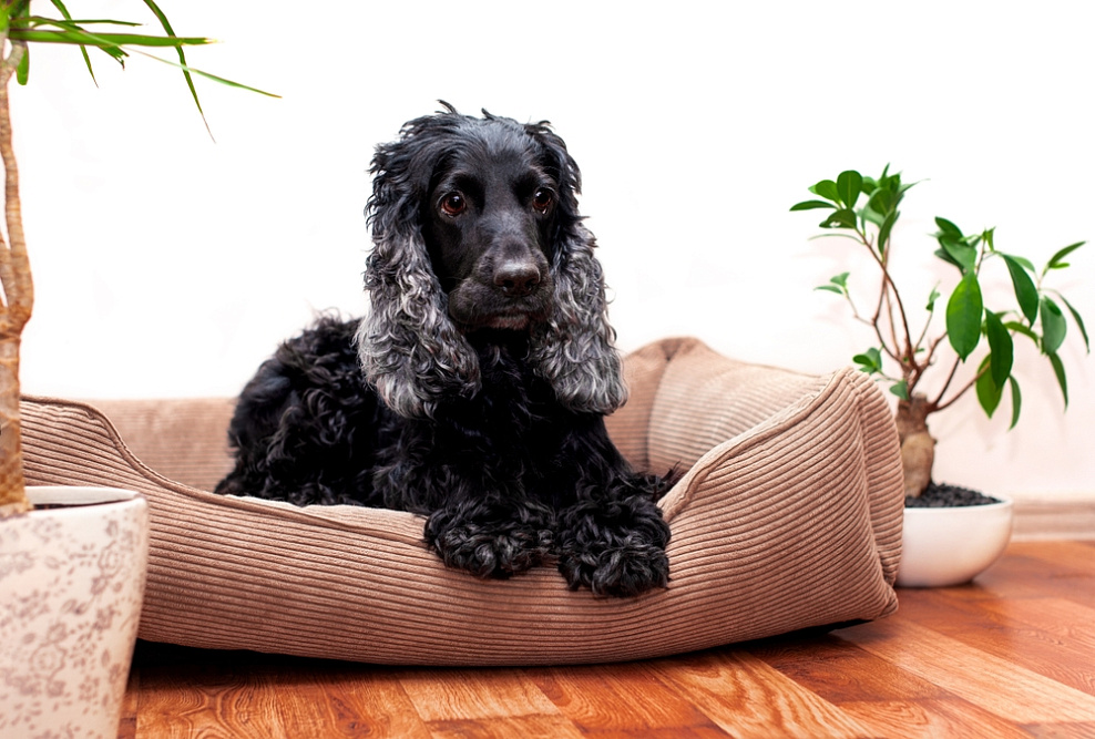 Черный английский кокер-спаниель