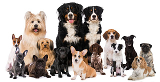 100 самых редких пород собак с фотографиями и названиями