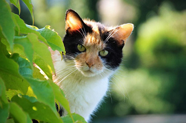 Бывают ли коты трехцветными – или только кошки могут быть такими?