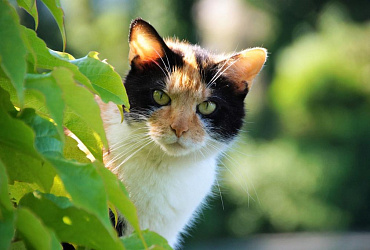 Бывают ли коты трехцветными – или только кошки могут быть такими?