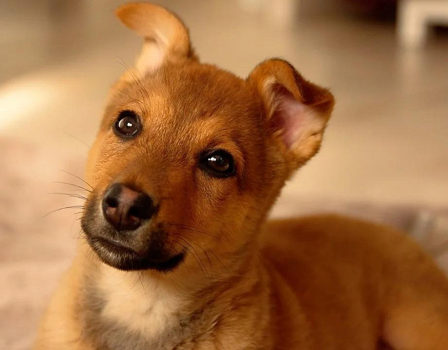 Какие крупы можно и нельзя давать собакам