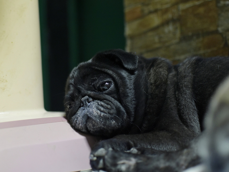 Черный мопс лежит