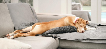 Породы собак с длинным туловищем