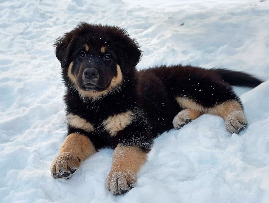 Милый щенок хотошо