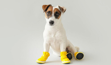 Как приучить собаку носить обувь