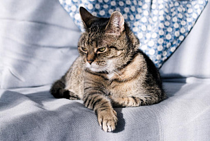 Токсоплазмоз у кошек: мифы и реальная опасность