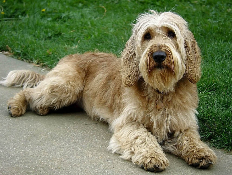 Оттерхаунд у лужайки