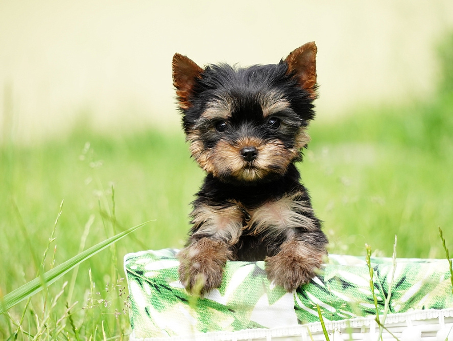Милый щенок черного йорка