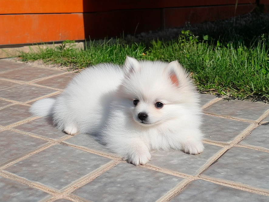 Вольпино итальяно у дома