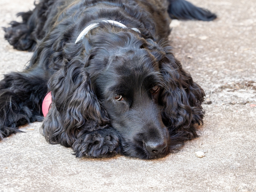 Черный спаниель лежит и отдыхает